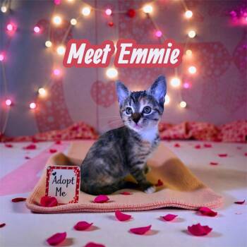 Domestic Short Hair and Tortoiseshell Cats Available for Adoption - Sweet Emmie | PetCurious