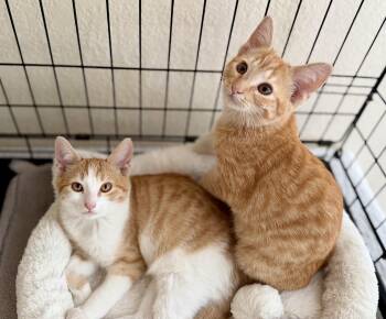 Amber and Clementine -  Domestic Short Hair Cat for Adoption in San Anselmo, California - Amber And Clementine | PetCurious