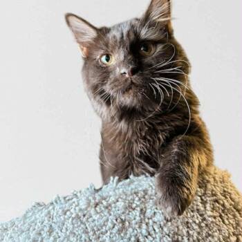 Rescue Havana and Domestic Medium Hair Cats for Adoption in Anderson, South Carolina - Mocha | PetCurious