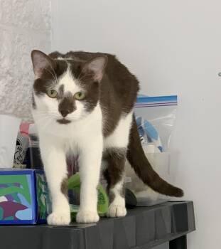 Domestic Short Hair Cats Available for Adoption in Saint Charles, Missouri - Willie | PetCurious
