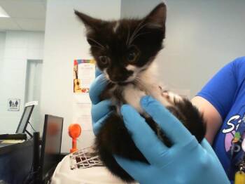 Domestic Short Hair Cats Available for Adoption in Charlotte, North Carolina - MOO MOO | PetCurious