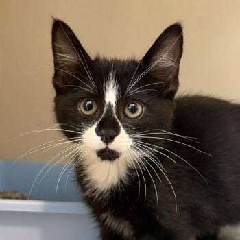 Star -  Domestic Medium Hair Cat for Adoption in Calverton, New York - Star | PetCurious