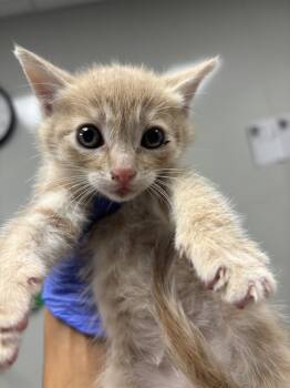 Rescue Domestic Medium Hair Cats for Adoption in Ontario, California - BISCUIT - IN FOSTER | PetCurious