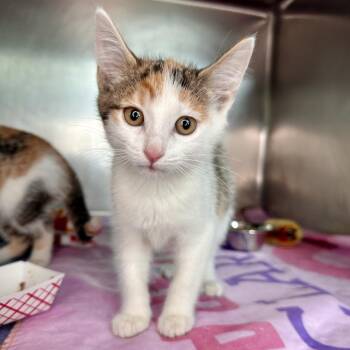 Domestic Short Hair Cats Available for Adoption in Matteson, Illinois - Lipizzan | PetCurious