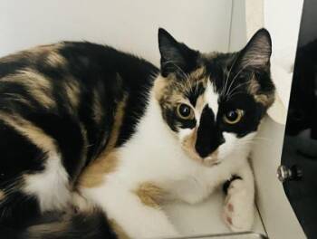 Domestic Short Hair Cats Available for Adoption in Savannah, Georgia - Sasha | PetCurious