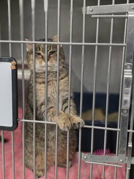 Domestic Short Hair Cats Available for Adoption - Buster | PetCurious