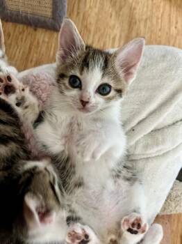 Esther -  Domestic Short Hair and Tabby Cat for Adoption in Emerald Isle, North Carolina - Esther | PetCurious