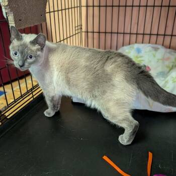 Siamese Cats Available for Adoption - Kaida | PetCurious