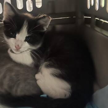 Blaine -  Domestic Short Hair Cat for Adoption in Salt Lake City, Utah - Blaine | PetCurious