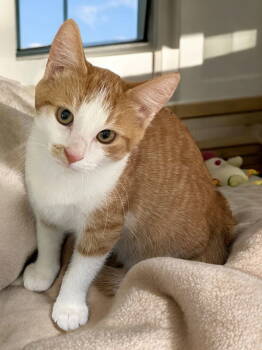 Rescue Domestic Short Hair Cats for Adoption in Champaign, Illinois - Carrot | PetCurious