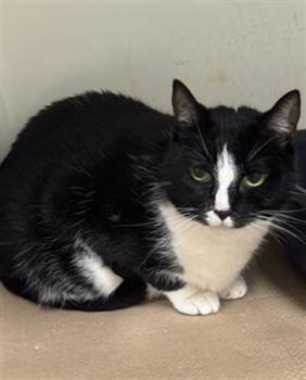 Rescue Domestic Short Hair Cats for Adoption in Boston, Massachusetts - FIONA | PetCurious