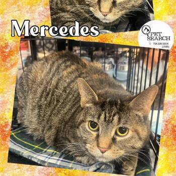 Rescue Domestic Short Hair Cats for Adoption in Washington, Pennsylvania - Mercedes | PetCurious