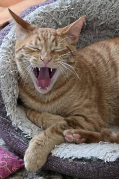 Scrambles -  Domestic Short Hair Cat for Adoption in Brentwood, California - Scrambles | PetCurious