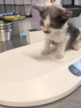 Kon-El -  Domestic Short Hair Cat for Adoption in Mobile, Alabama - Kon-El | PetCurious