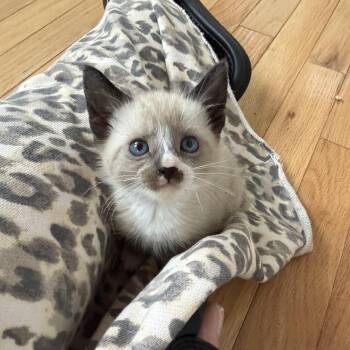 Dale -  Siamese and Domestic Short Hair Cat Available for Adoption in Mastic, New York - Dale | PetCurious