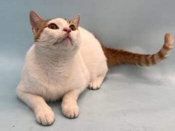 Cheeto -  Domestic Short Hair Cat for Adoption in Golden Valley, Minnesota - Cheeto | PetCurious