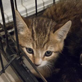 Clove -  Domestic Short Hair Cat for Adoption in Squamish, British Columbia - Clove | PetCurious