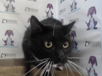 TUX -  Domestic Short Hair Cat for Adoption in Orlando, Florida - TUX | PetCurious