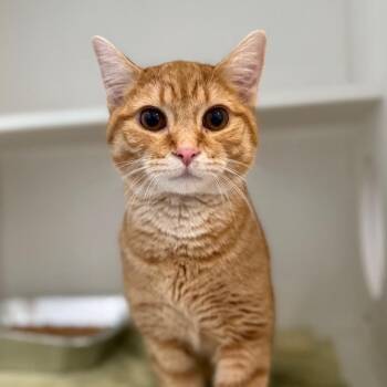 Domestic Short Hair Cats Available for Adoption in Greensboro, North Carolina - Danny | PetCurious