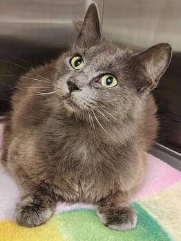 Domestic Short Hair Cats Available for Adoption in Hilton Head Island, South Carolina - Melody | PetCurious