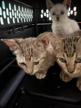 SERO -  Domestic Short Hair Cat for Adoption in Fort Walton Beach, Florida - SERO | PetCurious