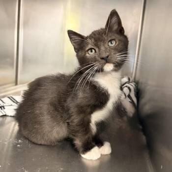Gaston -  Domestic Short Hair Cat for Adoption in Palm Springs, California - Gaston | PetCurious