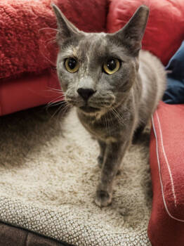 Rescue Dilute Tortoiseshell and Domestic Short Hair Cats for Adoption in Gilbert, Arizona - Cassie | PetCurious