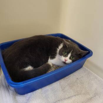 Domestic Short Hair Cats Available for Adoption - Venti | PetCurious