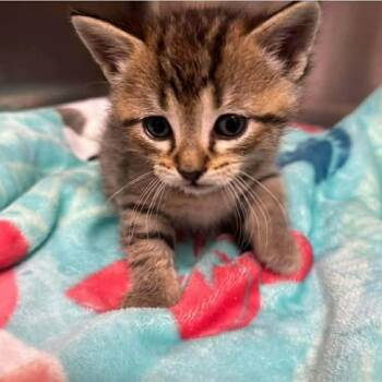 Rizzler -  Domestic Short Hair Cat Available for Adoption in Madison, Wisconsin - Rizzler | PetCurious