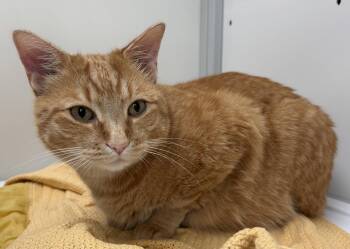 Brody & Odie -  Domestic Short Hair Cat for Adoption in Alexandria, Virginia - Brody & Odie | PetCurious