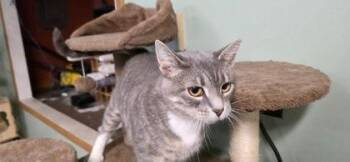 Wally Mamma -  Domestic Short Hair Cat for Adoption in Berwick, Pennsylvania - Wally Mamma | PetCurious