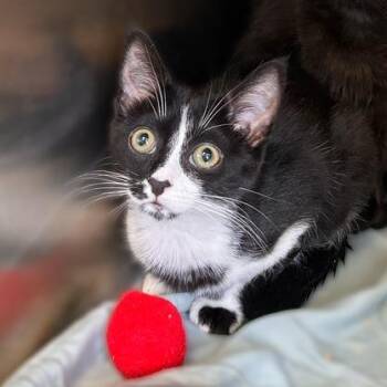 Woo Woo Woo -  Domestic Short Hair Cat for Adoption in Davenport, Iowa - Woo Woo Woo | PetCurious