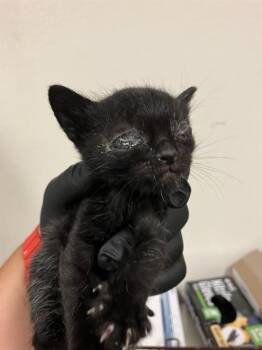 TENZIN -  Domestic Short Hair Cat for Adoption in Long Beach, California - TENZIN | PetCurious