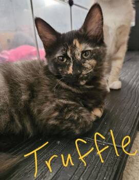 Truffle -  Domestic Short Hair Cat for Adoption in Albuquerque, New Mexico - Truffle | PetCurious