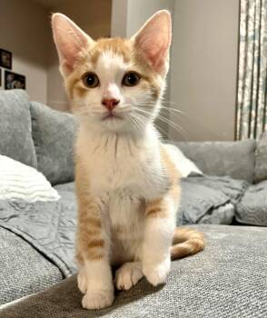Woody -  Tabby and Domestic Short Hair Cat for Adoption in Vaughan, Ontario - Woody | PetCurious