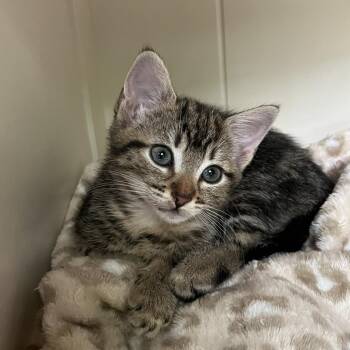 Tulip -  Domestic Short Hair Cat for Adoption in Cumming, Georgia - Tulip | PetCurious