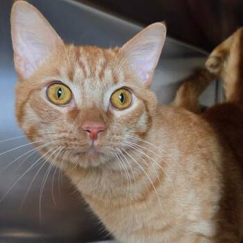 Jax -  Domestic Short Hair Cat for Adoption in Asheville, North Carolina - Jax | PetCurious