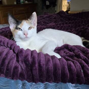 Rescue Domestic Short Hair Cats for Adoption in Myerstown, Pennsylvania - August (In Foster) | PetCurious