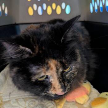 Domestic Short Hair Cats Available for Adoption in Fairport, New York - Smooshka | PetCurious