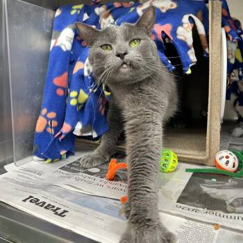Toothless -  Domestic Short Hair Cat for Adoption in Chicago, Illinois - Toothless | PetCurious