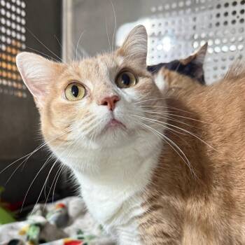 LILY -  Domestic Short Hair Cat for Adoption in Gresham, Wisconsin - LILY | PetCurious