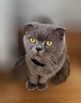 Sue -  Scottish Fold Cat for Adoption in Syosset, New York - Sue | PetCurious
