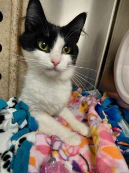 MAKOTO -  Domestic Medium Hair Cat for Adoption in Kent, Washington - MAKOTO | PetCurious