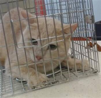 SCOTT -  Domestic Short Hair Cat for Adoption in Louisville, Kentucky - SCOTT | PetCurious