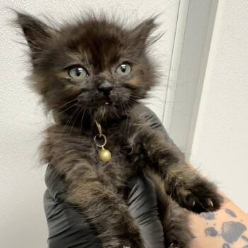 Domestic Long Hair Cats Available for Adoption in Abilene, Texas - Nephthys | PetCurious