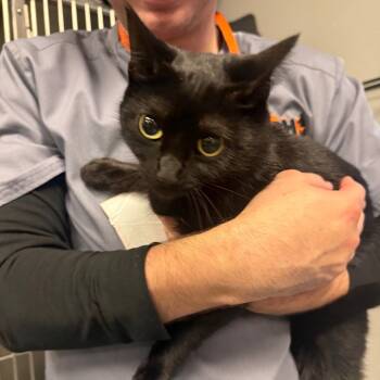 Rescue Domestic Short Hair Cats for Adoption in Normal, Illinois - Azure | PetCurious