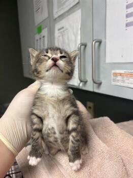 HECTOR -  Domestic Short Hair Cat for Adoption in Jacksonville, Florida - HECTOR | PetCurious