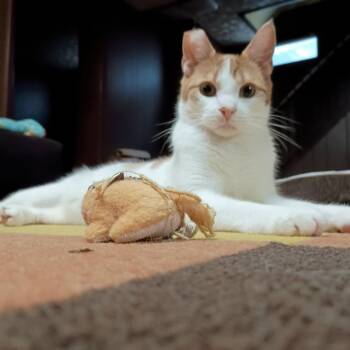 Rescue Domestic Short Hair Cats for Adoption in Bloomington, Minnesota - Dean | PetCurious
