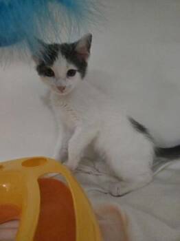 Grover -  Domestic Short Hair Cat Available for Adoption in Savannah, Georgia - Grover | PetCurious