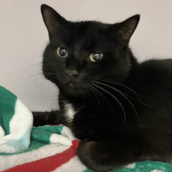 Domestic Short Hair Cats Available for Adoption - Mirage | PetCurious